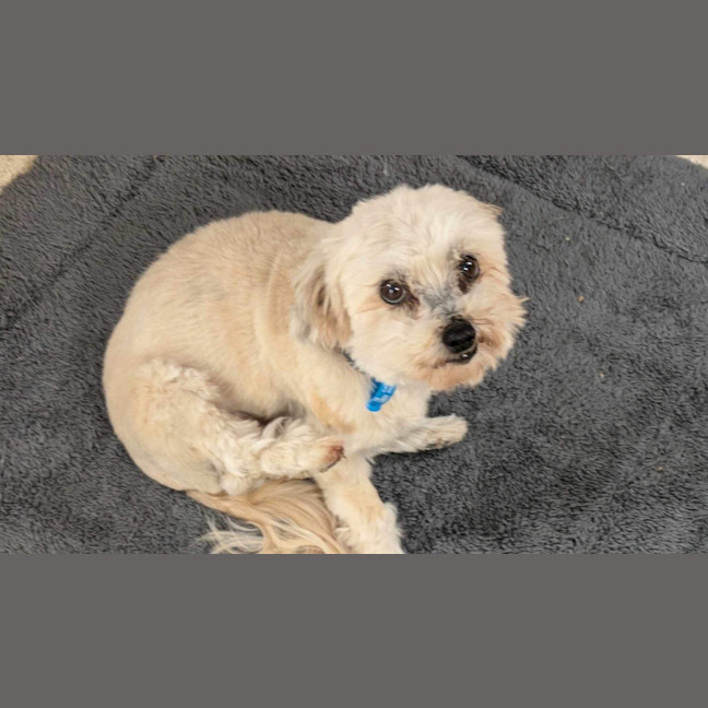 Photo of Stella