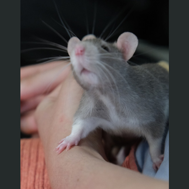 Photo of Ichabod