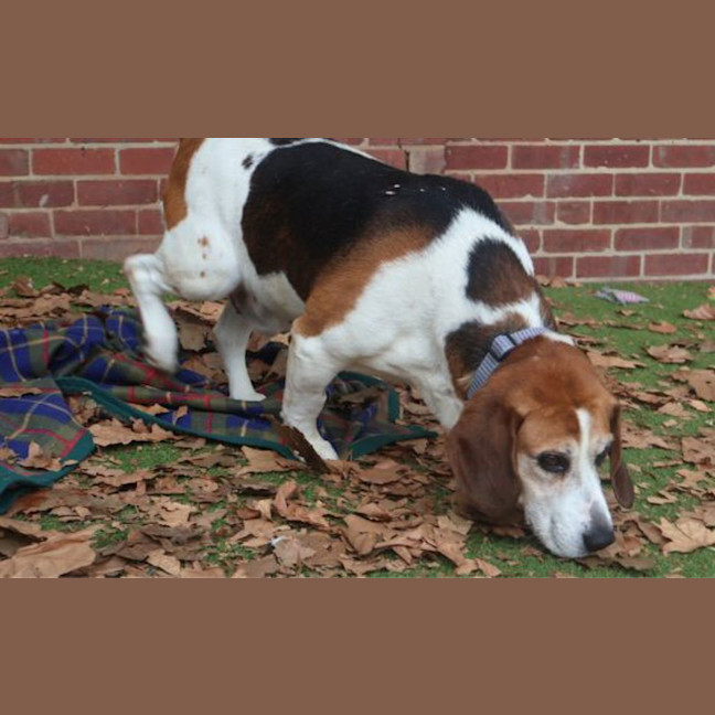 Photo of Buddy