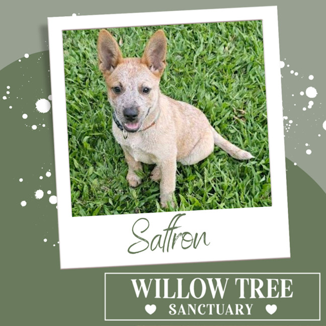 Photo of Saffron