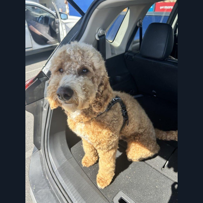 Photo of Patch Valenti