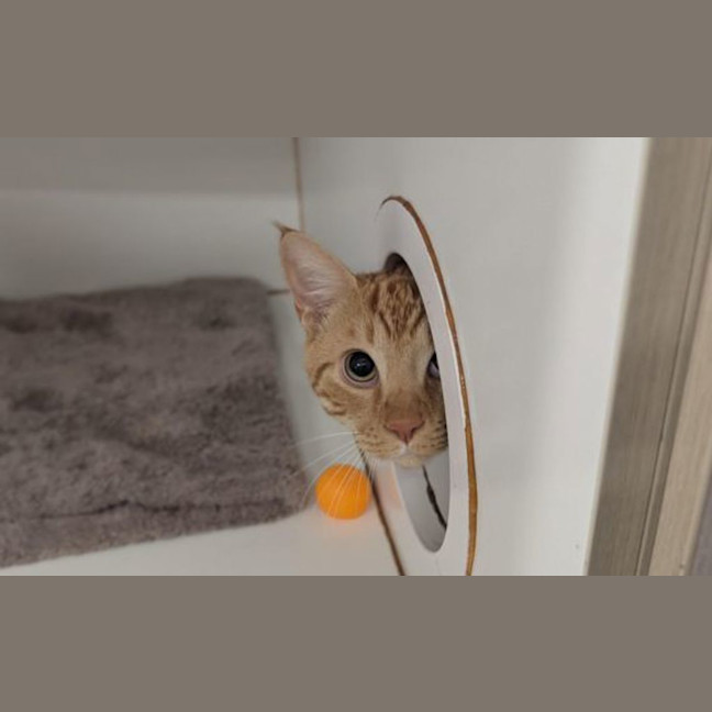 Photo of Orange