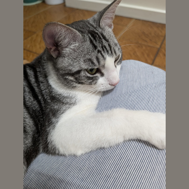 Photo of Houdini