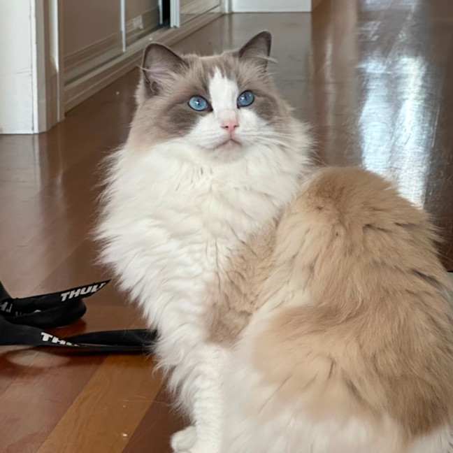 Photo of Peaches 🍑   Assisted Rehome