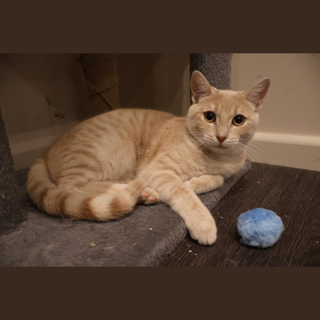 Photo of Cosmo