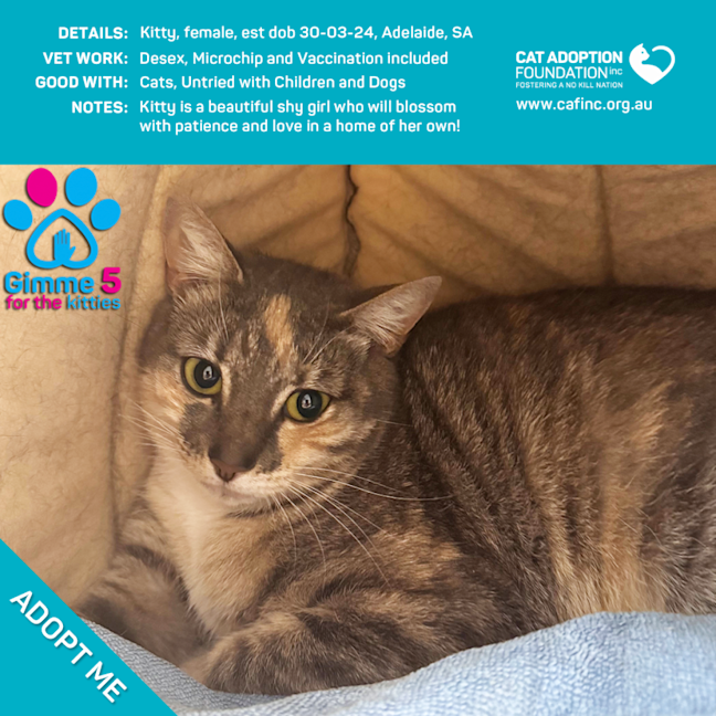 Photo of Jinx And/Or Kitty