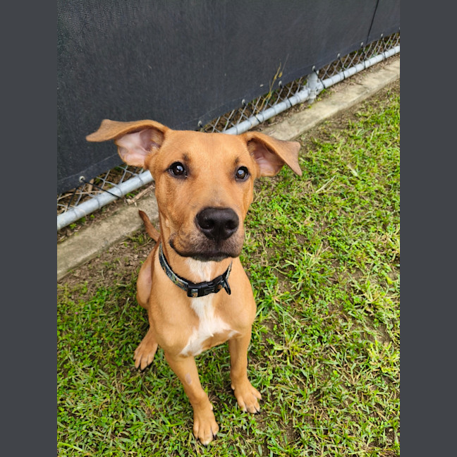 Photo of Chase