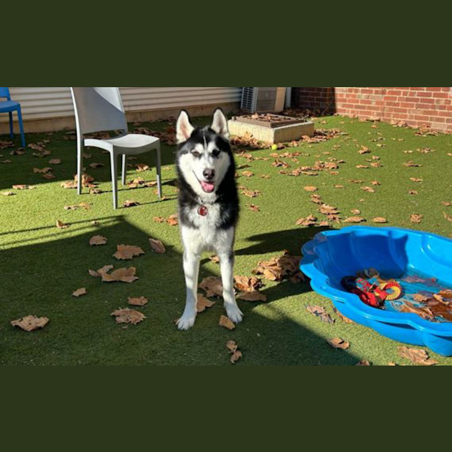 Photo of Shadow