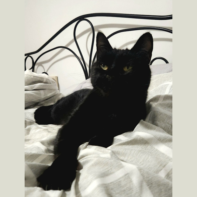 Photo of Puss Puss Mickey