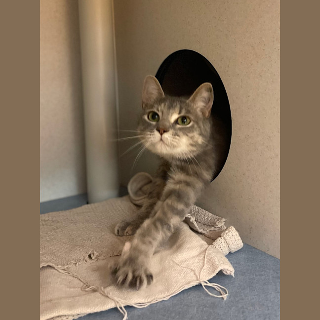 Photo of Piper