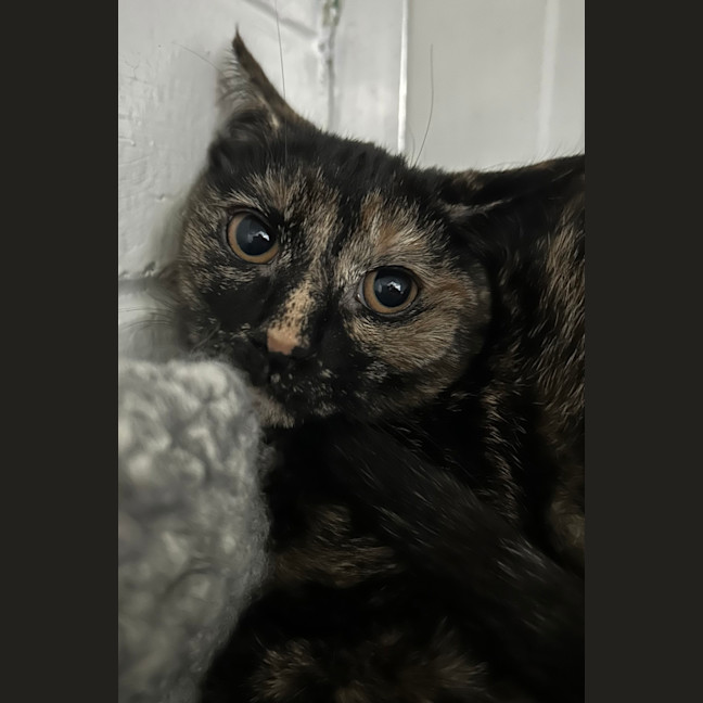Photo of Pepper