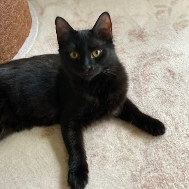 Photo of Pea