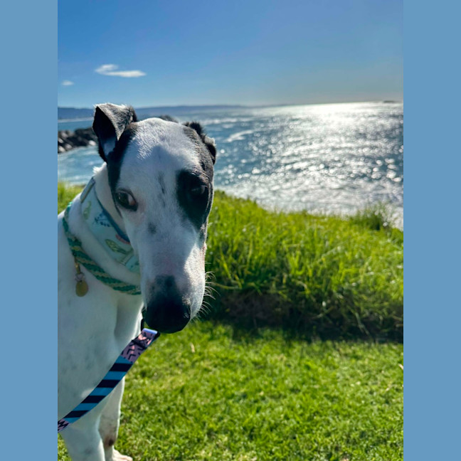 Photo of Patch The Greyhound