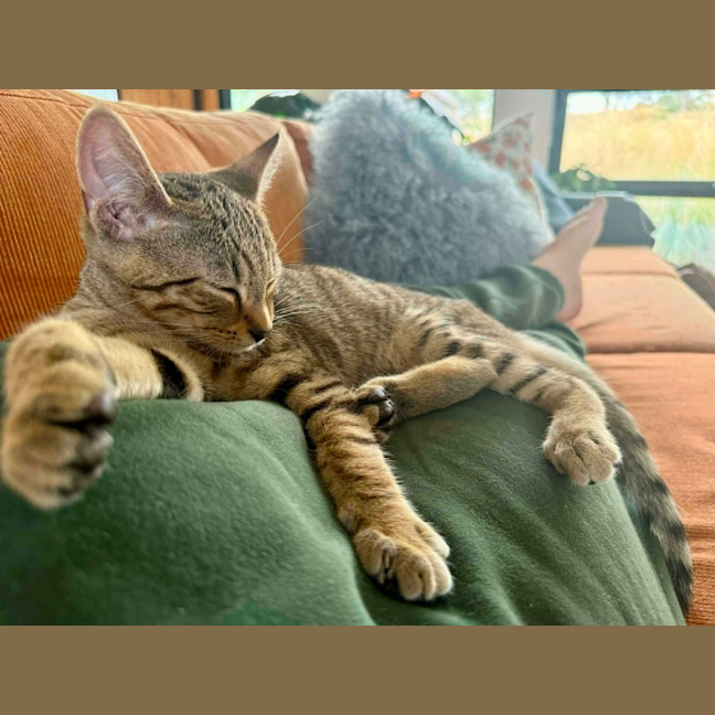 Photo of Atlas ** 2nd Chance Cat Rescue**