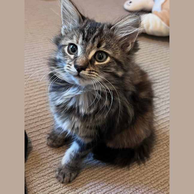 Photo of Jaffa