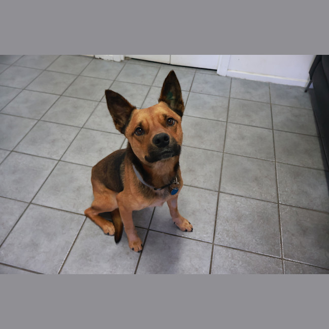 Photo of Scooter