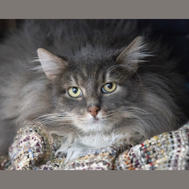 Photo of Teddy
