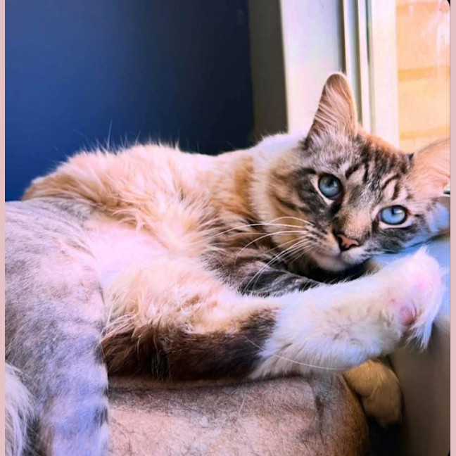 Photo of 13183   Figgy