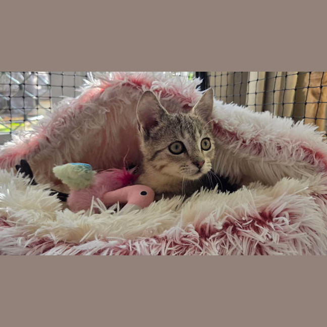 Photo of Blueberry