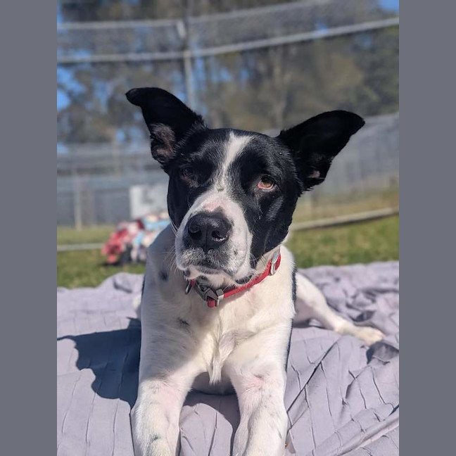 Photo of Dozer