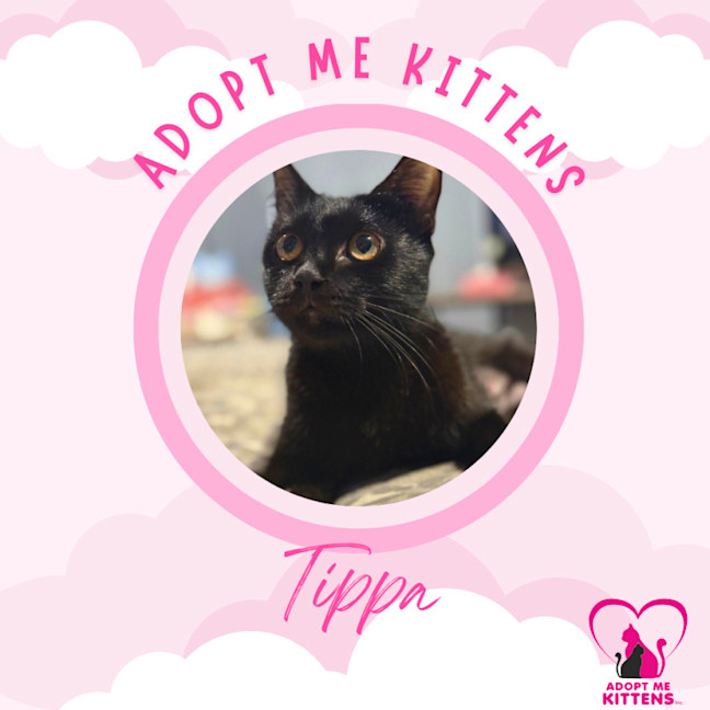 Photo of Tippa