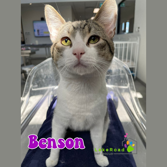 Photo of Benson