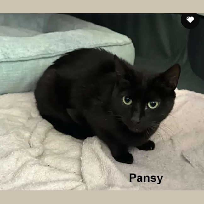 Photo of Pansy