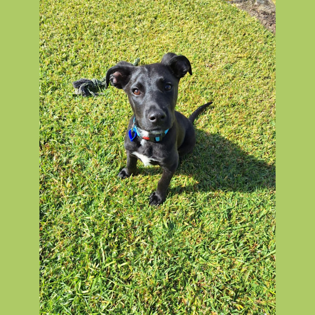 Photo of Buddy   7 Month Old Kelpie X
