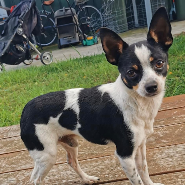 Photo of Oreo 🎾