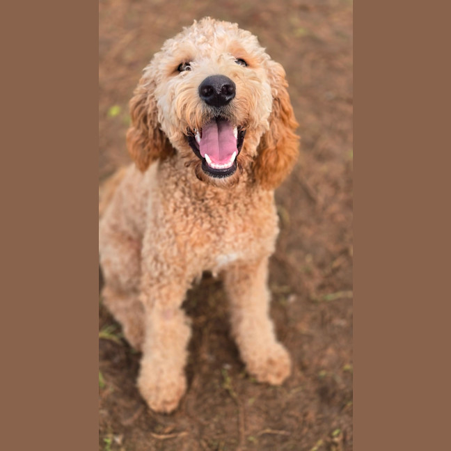 Photo of Milo