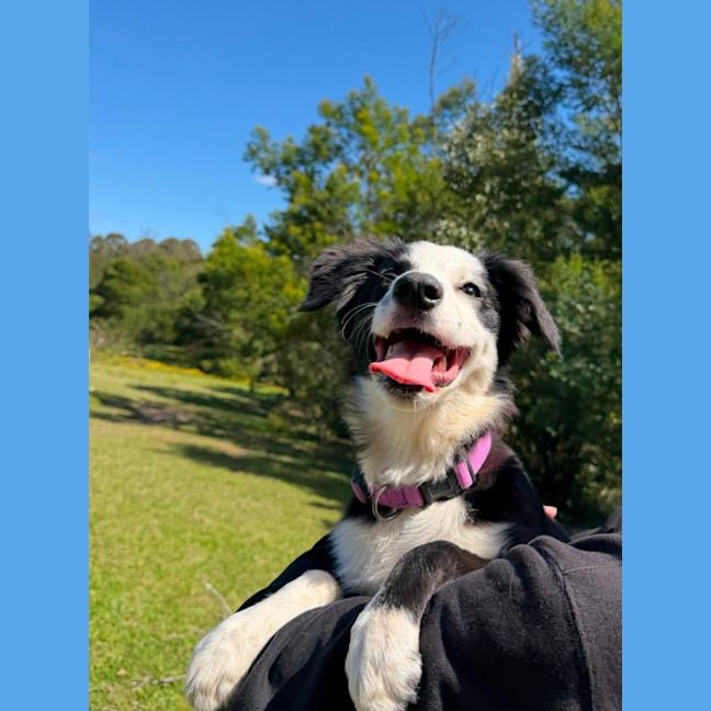 Photo of June Bug
