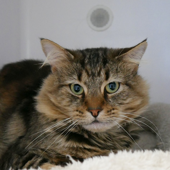 Photo of Bartholomew Sta014519