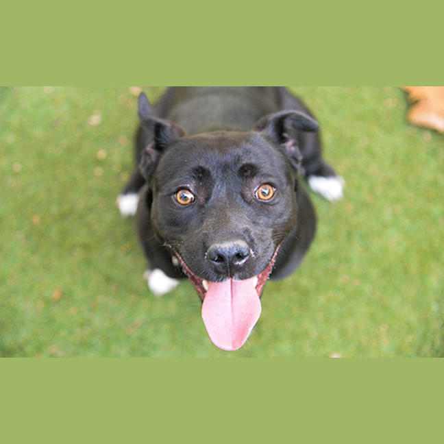 Photo of Daisy