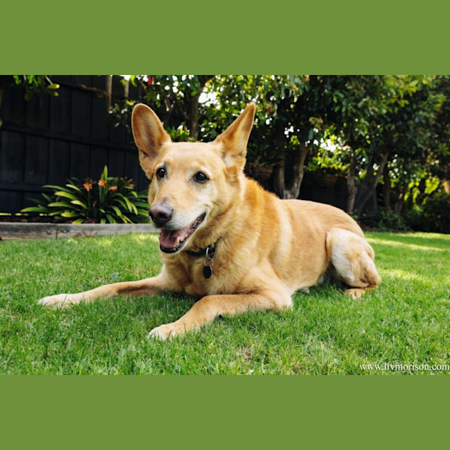 Photo of Teddy Belvedere