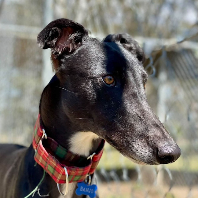 Photo of Banjo The Greyhound