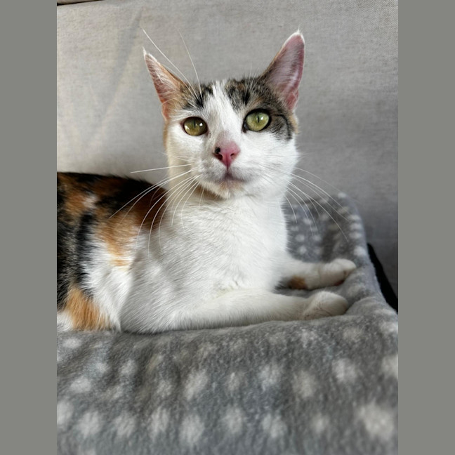 Photo of Daisy