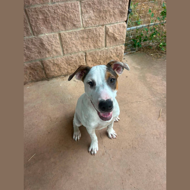 Photo of Harley
