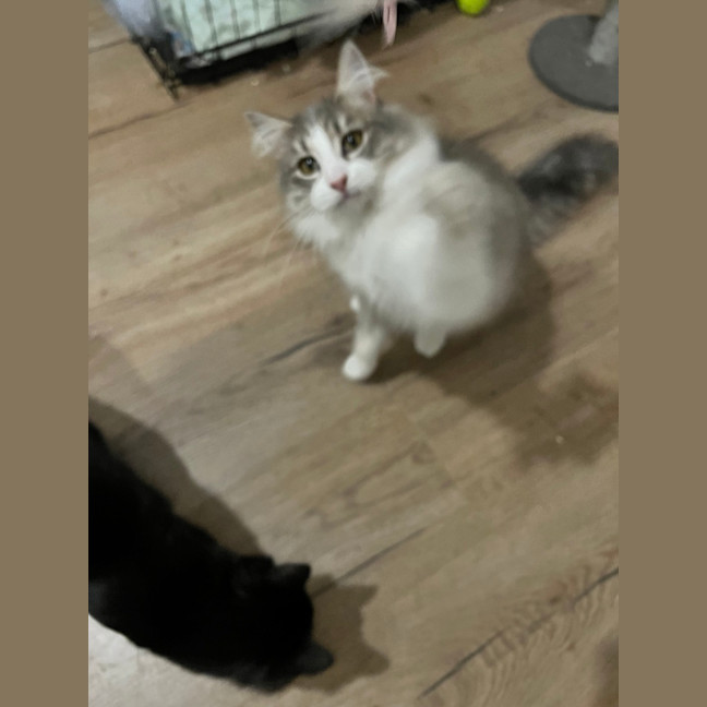 Photo of Pebbles