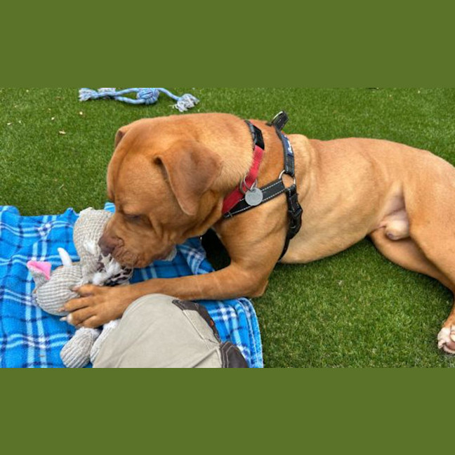 Photo of Banjo