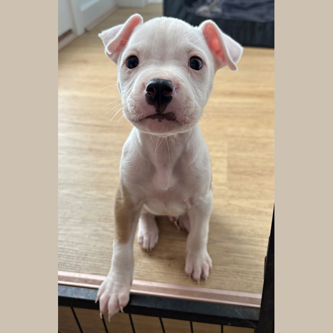 Photo of Waffle