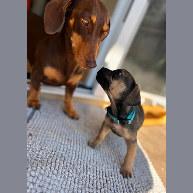 Photo of Daisy   11 Week Old Pug X Dachshund
