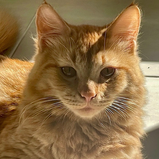 Photo of Simba (Fostered In Perth)