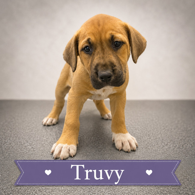 Photo of Truvy