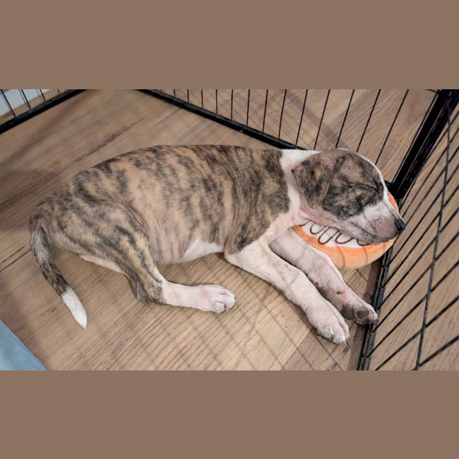 Photo of Rip