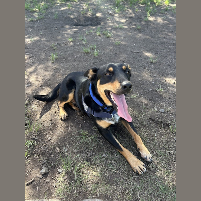 Photo of Cobbo *$350 Adoption Fee*