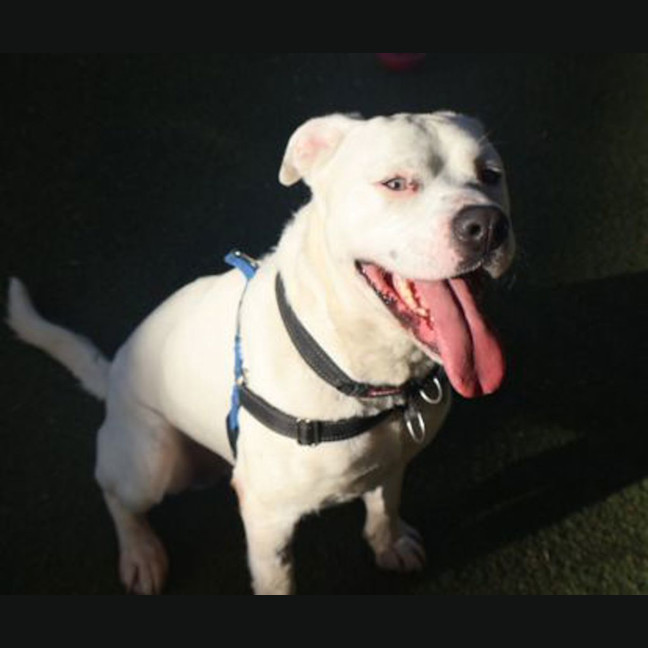 Photo of Whisper