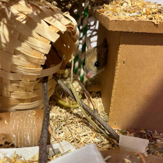 Photo of Myrtle, Protea & Ajuga