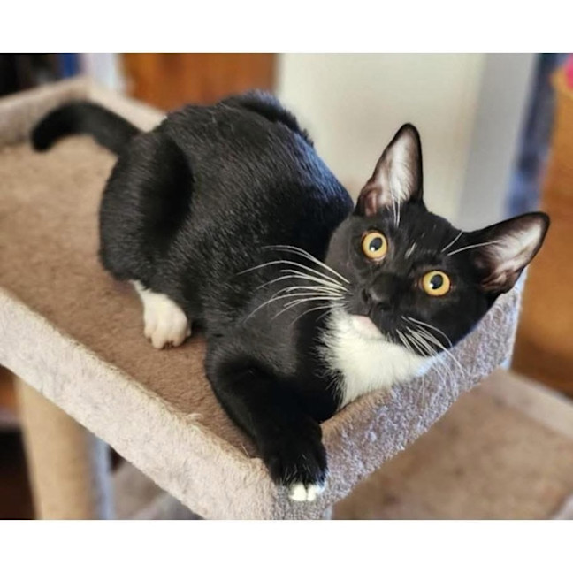 Photo of 11885   Cordelia