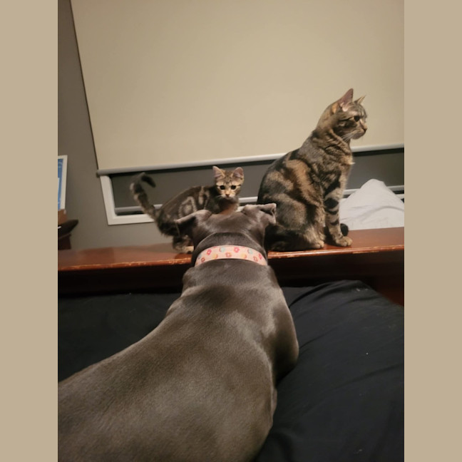 Photo of Hiccup Meet Me @Petstock Carrum Downs Store 