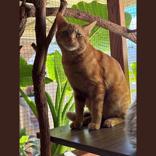 Photo of Gizmo